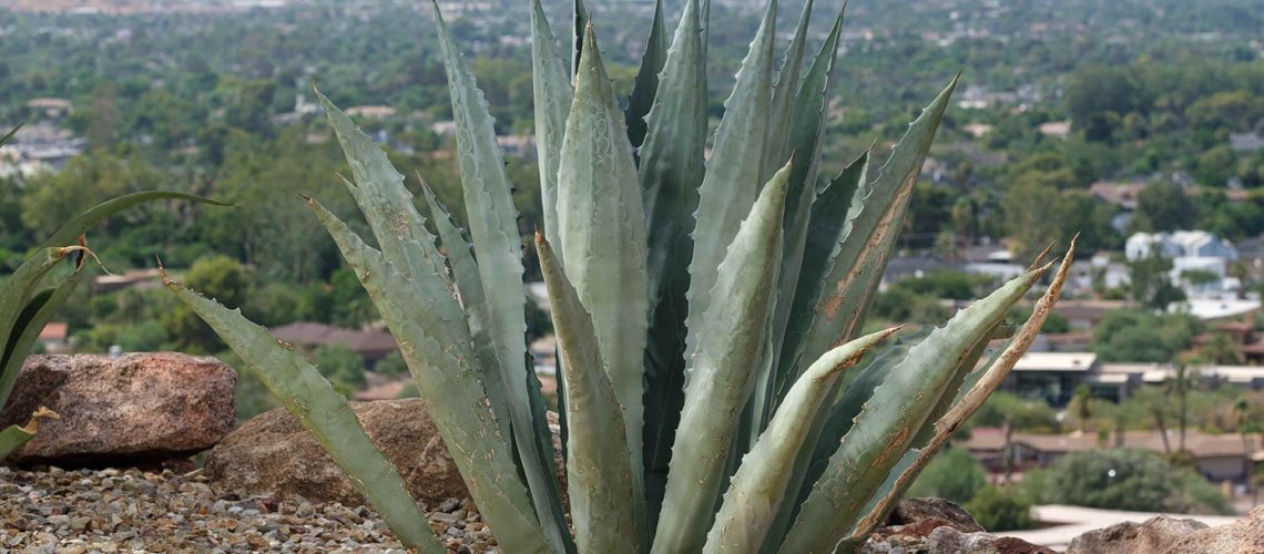 Agave-Edits-006 Agave-Edits-006